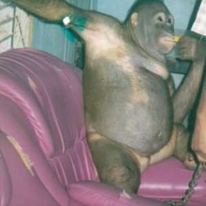 Orangutan a été rasée, maquillée et forcée de se prostituer – maintenant, l’histoire de Pony touche des millions de personne