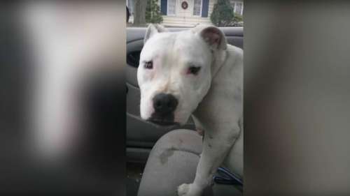 Une femme adopte un chien abandonné : Dans la voiture, elle sent une odeur qui la pousse à appeler immédiatement la police