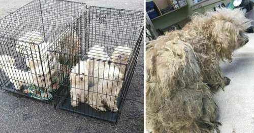 9 chiens trouvés jetés à l’extérieur du refuge pour animaux : En regardant de plus près leurs fourrures, on découvre l’horreur