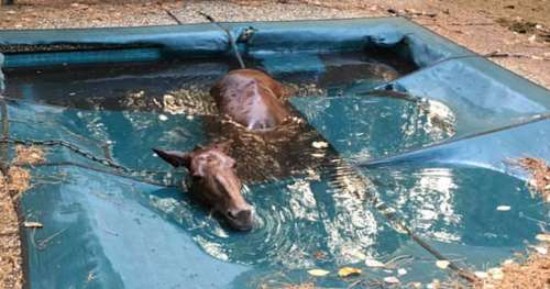 Cheval s’évade des flammes et rest bloqué dans la piscine – voici comment elle remercie son sauveteur