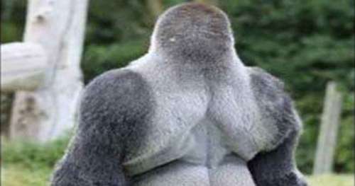 Ce gorille est devenu une star sur internet, quand il se retournera vous comprendrez pourquoi