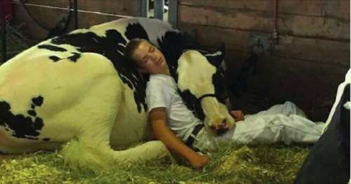 Le garçon et sa vache font la sieste dans les bras l’un de l’autre – maintenant, l’image fait fondre tous les internautes