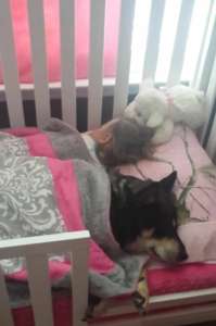 Maman surveille son bébé, commence à enregistrer quand elle réalise que son chien fait la sieste avec elle