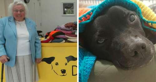 Une femme de 89 ans a tricoté plus de 450 couvertures pour les chiens des refuges, et ils sont si confortables