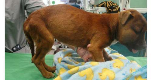 Ado cruel a laissé un chien avec 3 pattes cassées, 11 fractures et une euthanasie forcée