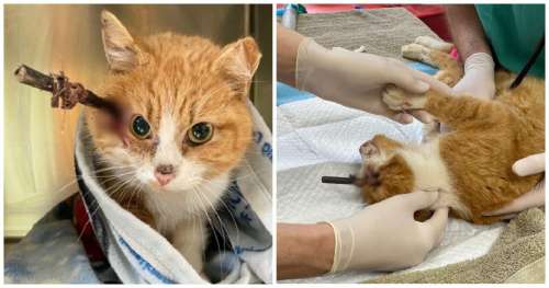 Les vétérinaires se battent pour sauver la vie d’un chat qui a reçu une flèche dans la tête
