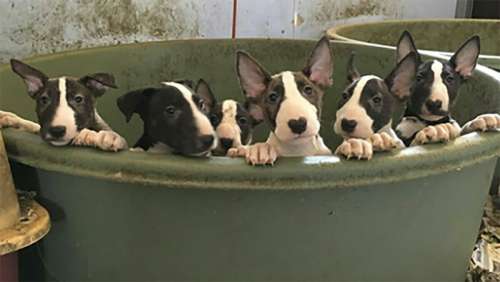 Les sauveteurs ont été appelés pour sauver 5 chiens – ils ont trouvé 110 chiens vivant dans des conditions « déplorables »