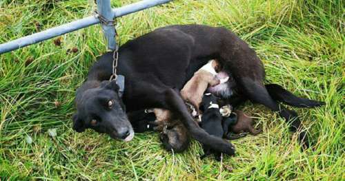 Une chienne abandonnée est retrouvée enchainée à une clôture alors qu’elle allaitait six chiots nouveau-nés