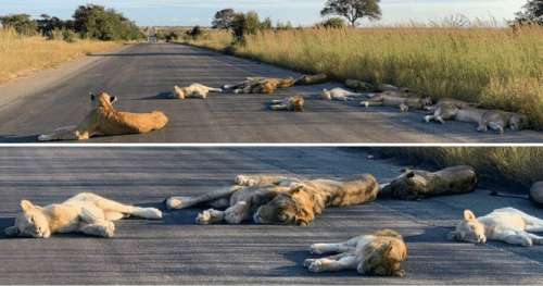 Des photos montrent des lions paresser sur des routes désertes et faire une sieste pendant le confinement en Afrique du Sud