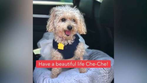 Un chien qui a perdu son maitre à cause du coronavirus retrouve un foyer: Aie une belle vie Che-Che!