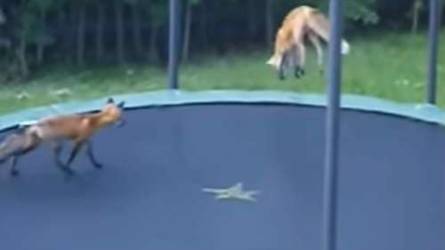 Des renards pris en photo se faufilant dans une cour et sautant sur le trampoline