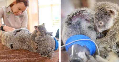 Le bébé koala étreint sa mère lors d’une opération chirurgicale déterminante pour sa survie – le monde entier est affecté par son sort