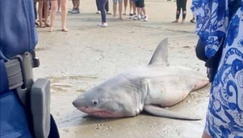 Un requin blanc est brutalement hissé sur la plage – puis un gang inconnu s’avance et lui donne un coup de pied à la tête