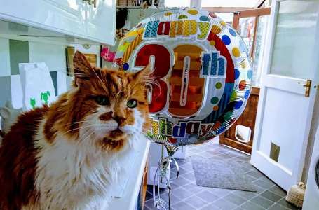Rubble le plus vieux chat du monde meurt à 31 ans – repose en paix