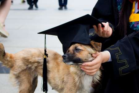 Un diplômé du secondaire recrée une photo avec son chien fidèle depuis son premier jour d’école