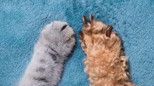 Très mignon: 13 preuves que les chiens et les chats peuvent véritablement s’aimer