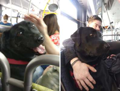Une chienne prend seul le bus tous les jours fait le même trajet – la destination fait pleurer des milliers de gens