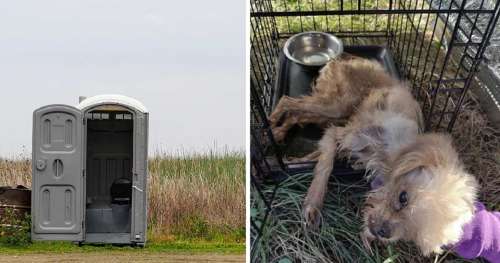 Un chien enfermé dans des toilettes puantes en plein air, laissé pour mort – trouvé par une amie des animaux qui prend une décision qui va changer sa vie