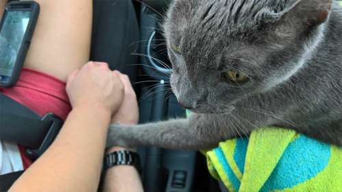 Un chat mourant tend sa patte à son propriétaire lors de son dernier passage chez le vétérinaire