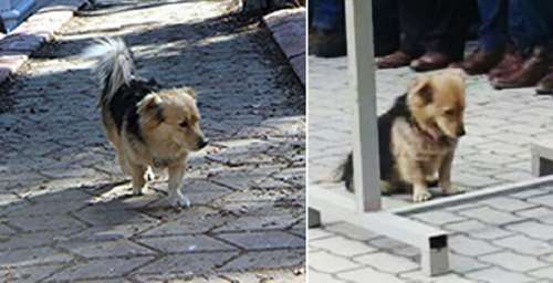 Le chien « disparaît » de la maison tous les jours depuis la mort de son propriétaire: Un jour, son fils décide de le suivre