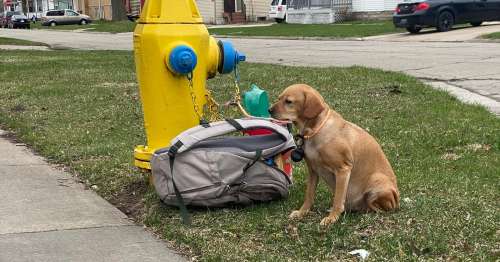 Une chienne a été retrouvée attachée à une bouche d’incendie après que ses propriétaires ne pouvaient plus s’occuper d’elle