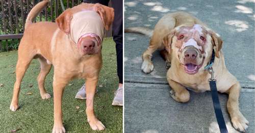Buddy, le chien qui a été gravement brûlé par un enfant, est maintenant « complètement guéri » un an plus tard
