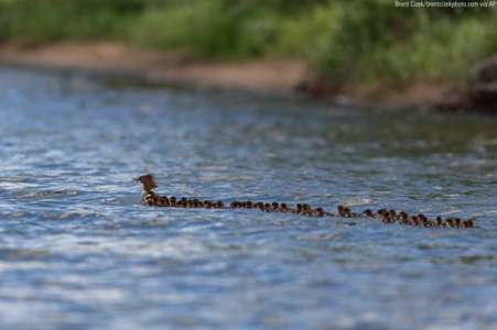 Un photographe aperçoit une mère canard s’occupant de 76 canetons
