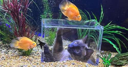 Une femme commande un aquarium personnalisé pour ses chats, qui adorent regarder les poissons