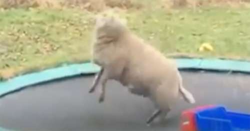 Le mouton se faufile jusqu’au trampoline familial – quelques secondes plus tard, personne ne peut contenir son rire