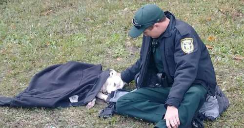 Un policier réconforte un chien qui souffre et a froid après avoir été renversé par une voiture, et reste jusqu’à l’arrivée des secours