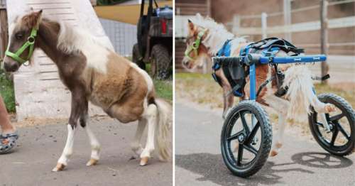 Un cheval miniature incapable d’utiliser ses pattes arrière court pour la première fois après avoir reçu des roues sur mesure