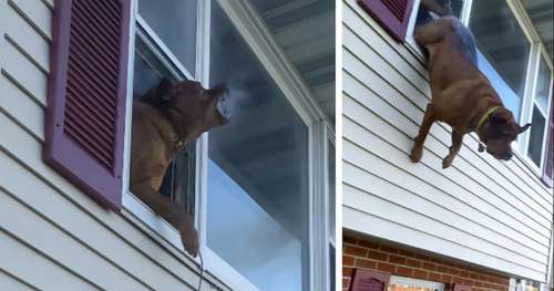 Un chien fait un saut audacieux par la fenêtre pour s’échapper d’une maison en feu