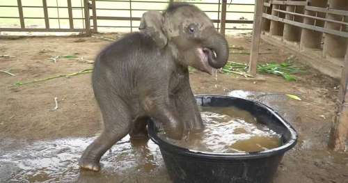 Un éléphanteau espiègle est sur le point de prendre son tout premier bain – son adorable réaction a été vue des millions de fois