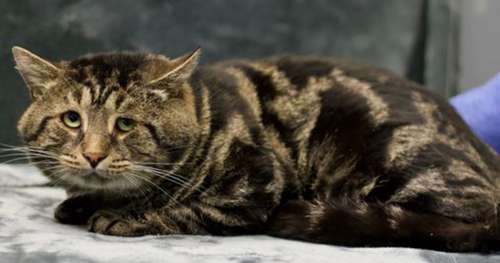 Un chat de refuge « triste et déprimé » nommé Fishtopher devient une star virale