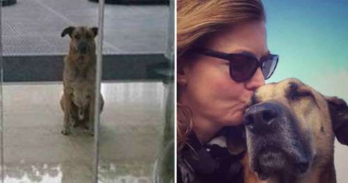 Une hôtesse de l’air adopte un chien errant qui ne renonce pas et l’attend inlassablement devant la porte de son hôtel
