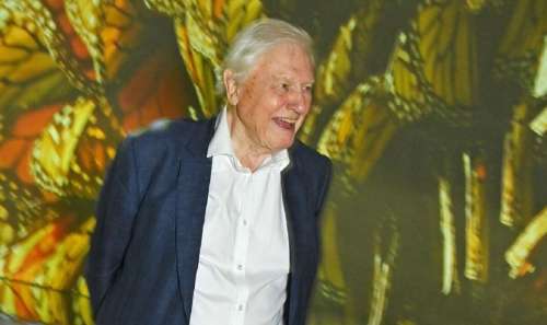 Sir David Attenborough : « J’aime laisser les images parler » |  Nouvelles des célébrités |  Showbiz et télévision