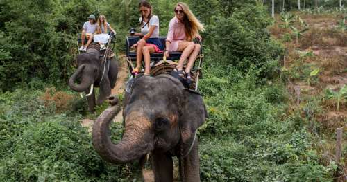 Il est temps d’ouvrir les yeux : 11 attractions touristiques qui sont épouvantables pour les animaux