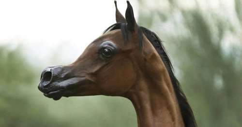 Pour satisfaire une nouvelle mode, des chevaux sont cruellement déformés par l’Homme