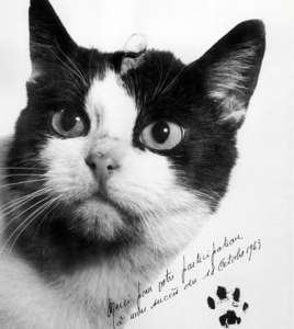 Découvrez l’histoire de Félicette, la première chatte revenue de l’espace