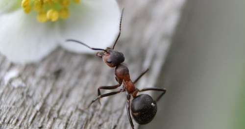 Ce documentaire prouve à quel point les fourmis sont fascinantes