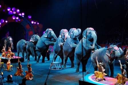 Rennes interdit les cirques possédant des animaux sauvages… À quand une loi pour la France entière ?