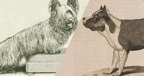 11 races de chiens qui ont disparu avec le temps