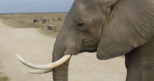 Victoire contre le braconnage : la Chine interdit officiellement le commerce de l’ivoire