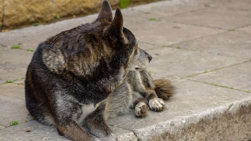 La Russie massacre tous les chiens errants pour nettoyer ses rues avant la Coupe du Monde