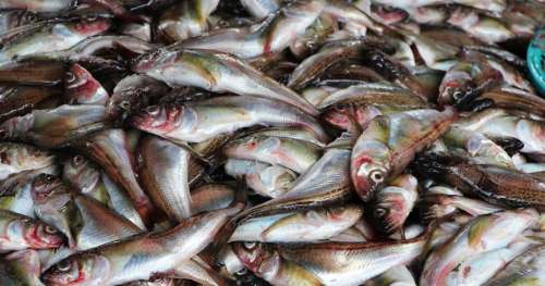 La Commission Européenne est accusée d’avoir négligé une étude scientifique sur la pêche électrique