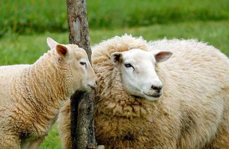 Première mondiale : des embryons de moutons contenant des cellules humaines