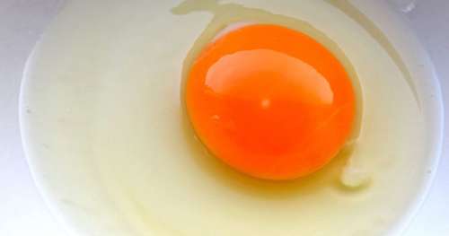 La production d’énergie propre boostée par le blanc d’œuf