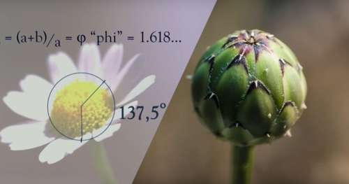 La faune et la flore sont régies par des lois mathématiques, ce documentaire vous le prouve