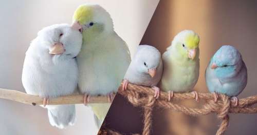 L’amitié de ces oiseaux aux couleurs pastel va vous emplir de tendresse