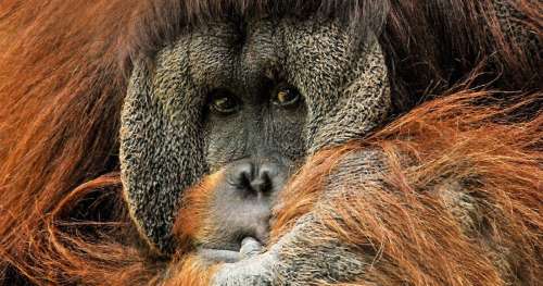 L’Homme détruit tout sur son passage : 148 500 orangs-outans disparus en 16 ans à Bornéo